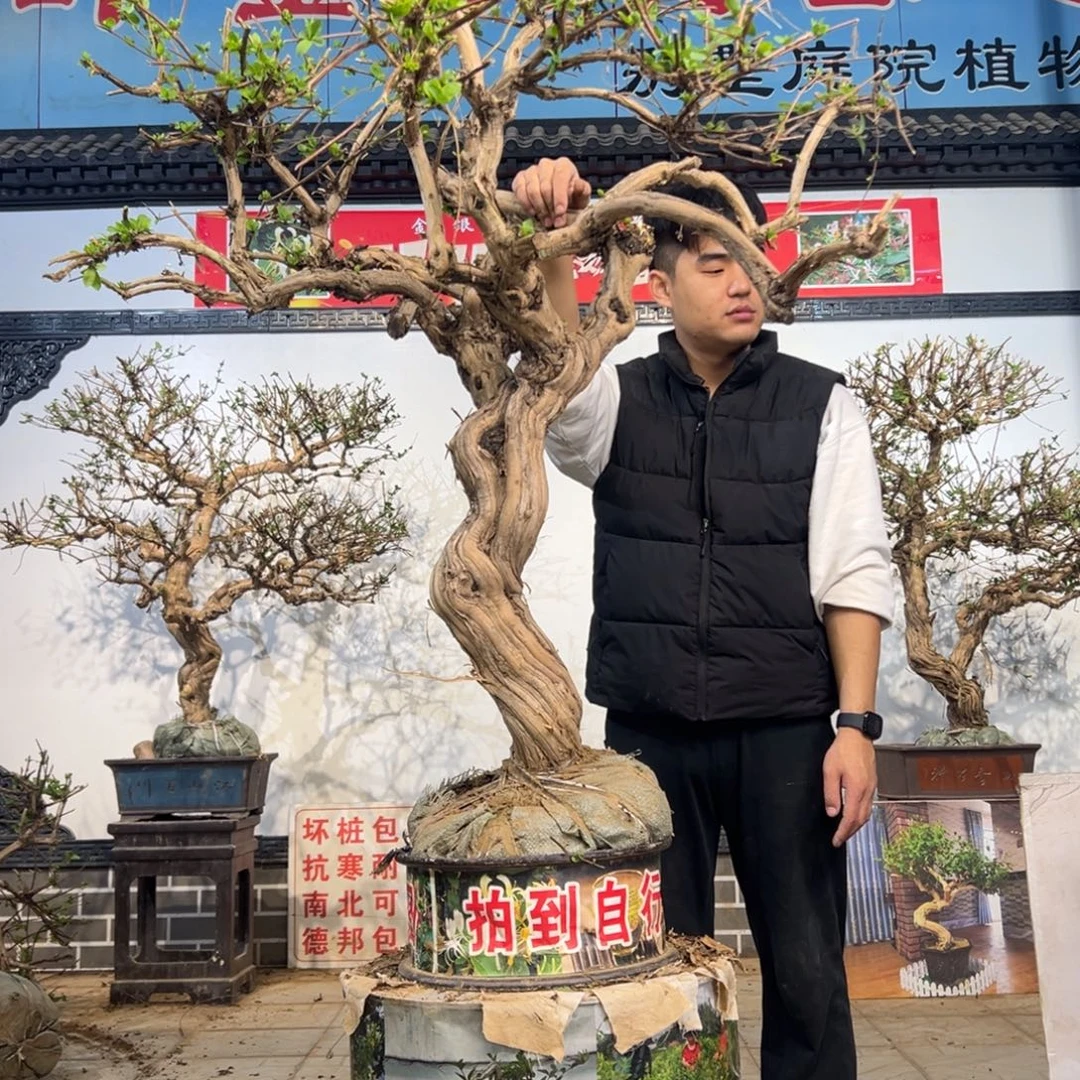无花朵金银花开花236552111