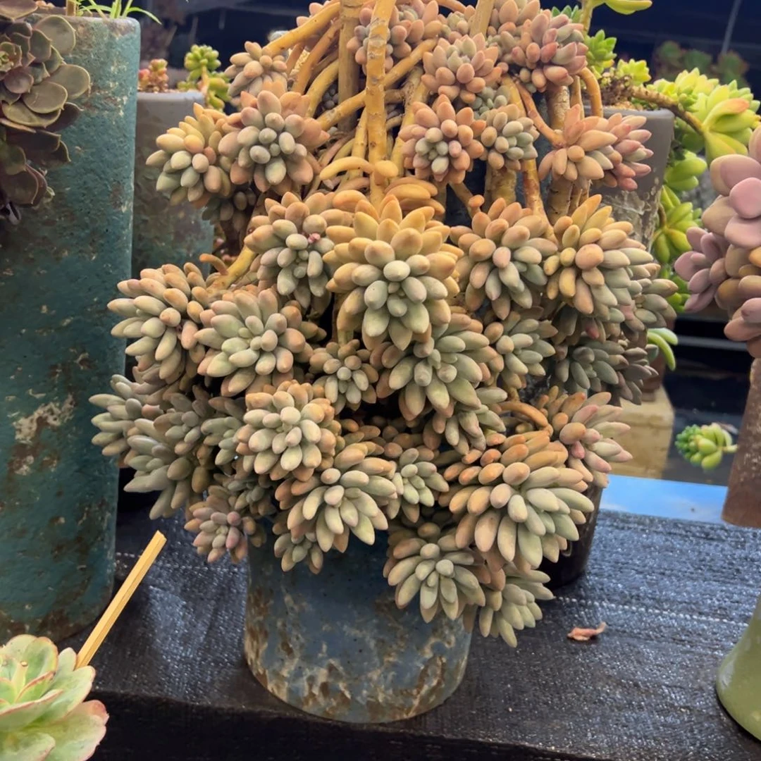 悬崖老桩无砍粉色恋人
