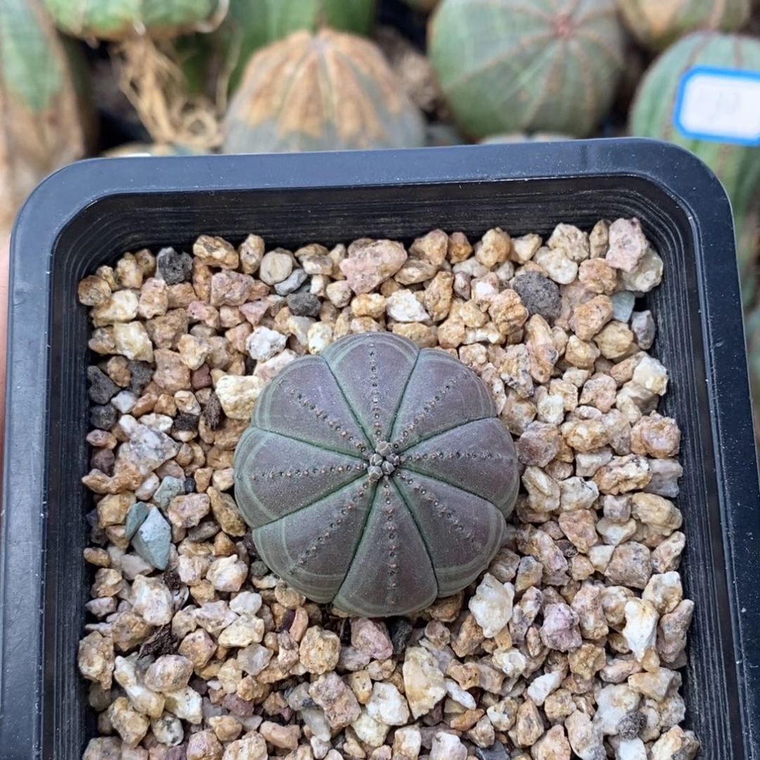 26欧系实生布纹球一物一拍