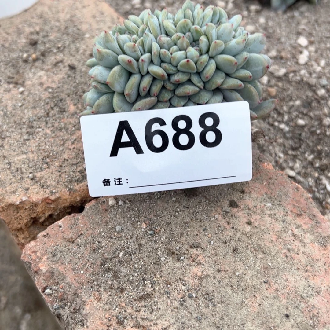 688多肉肉肉多肉多肉