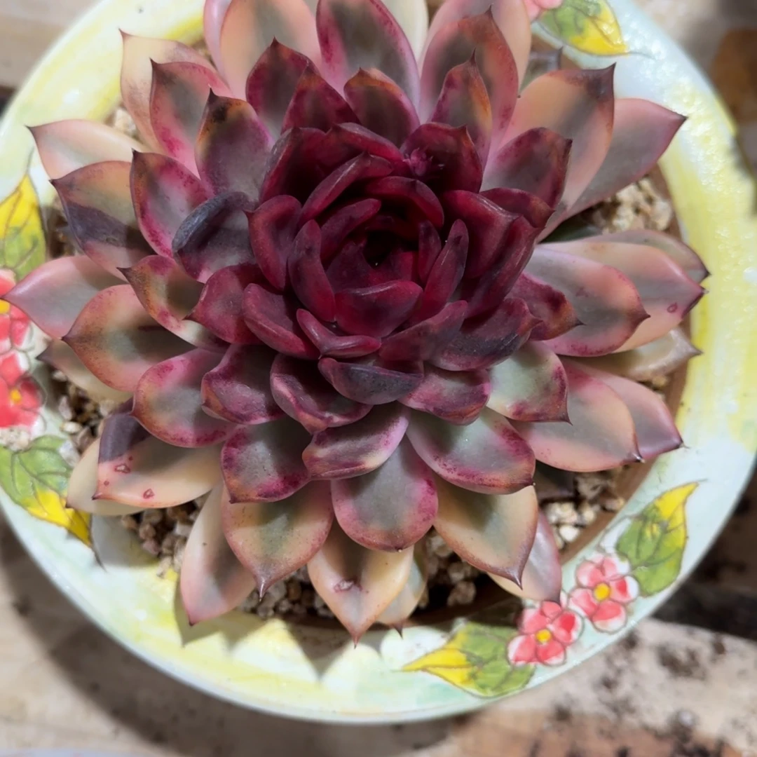 火焰山锦17公分多肉植物