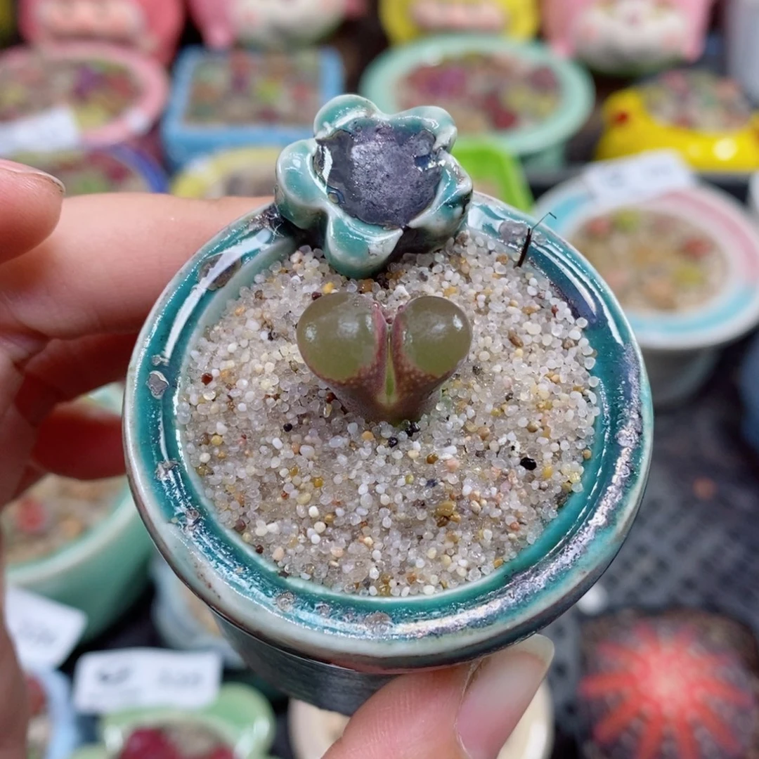 艳生石花花花花花337号