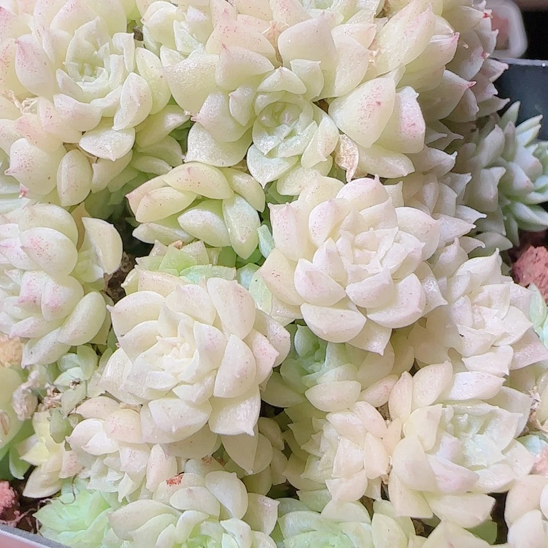 花语逸镜1124-122散