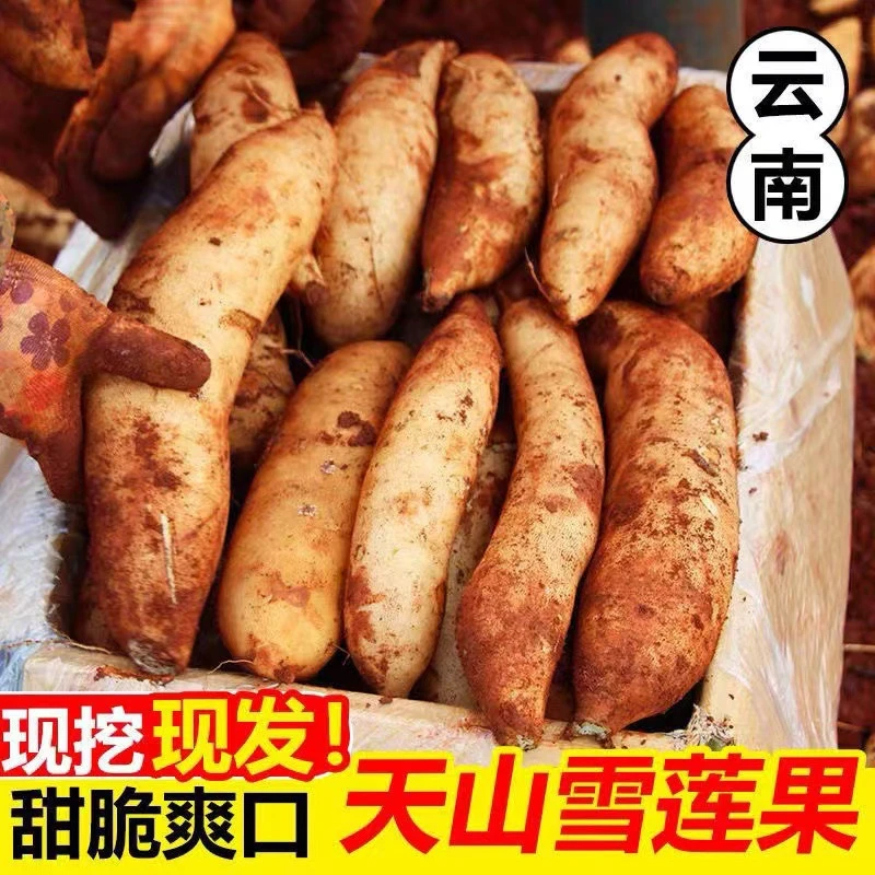 云南天山雪莲果新鲜水多红沙泥雪莲果新鲜水果时令水果整箱包邮