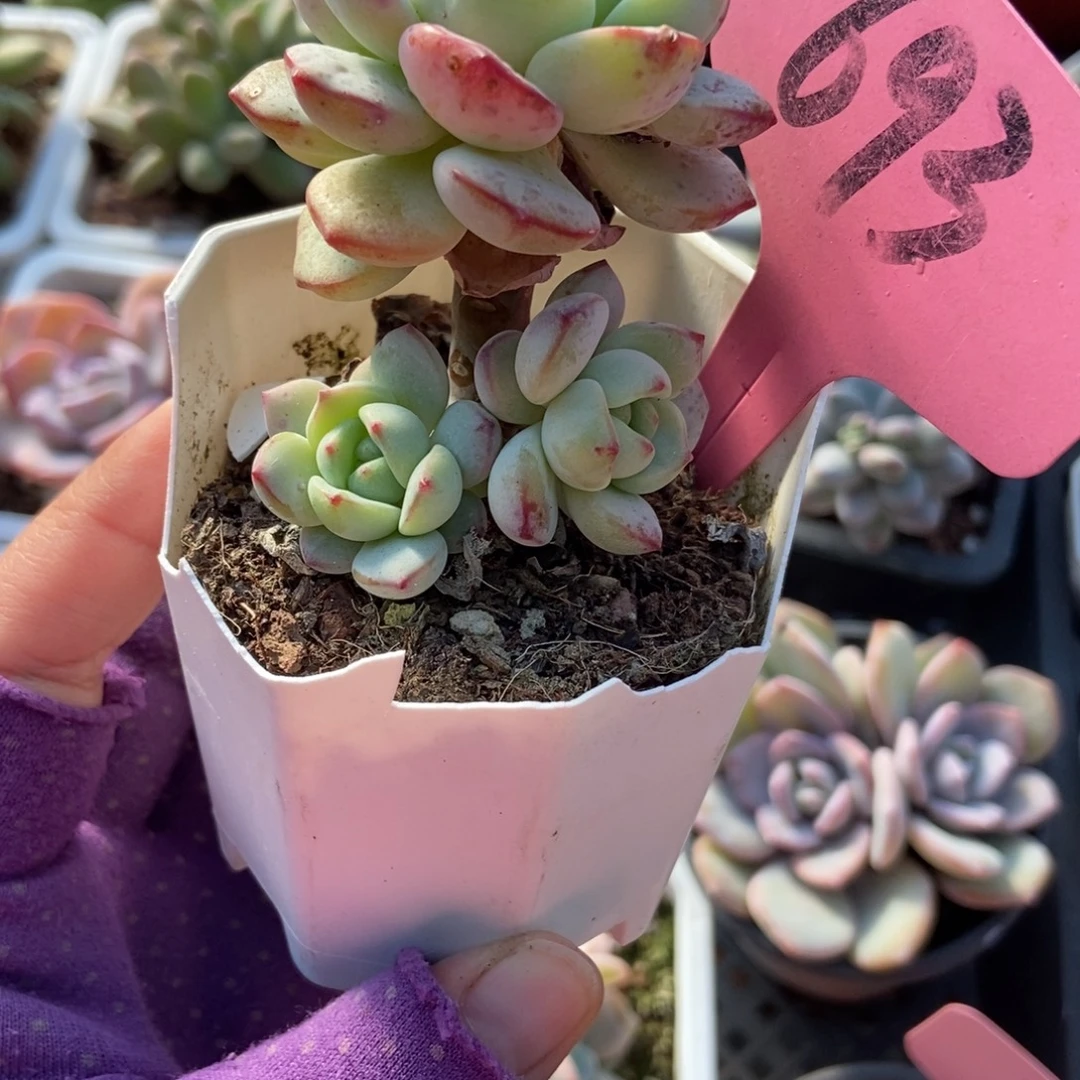 693香草多肉植物多肉