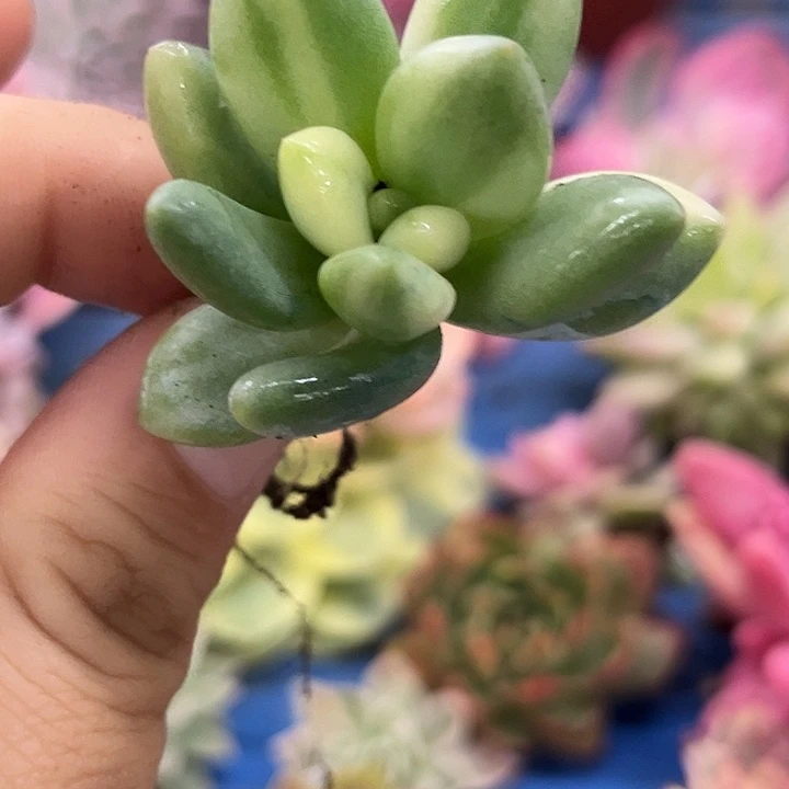 j***y美人锦炸多肉植物哇啦塞