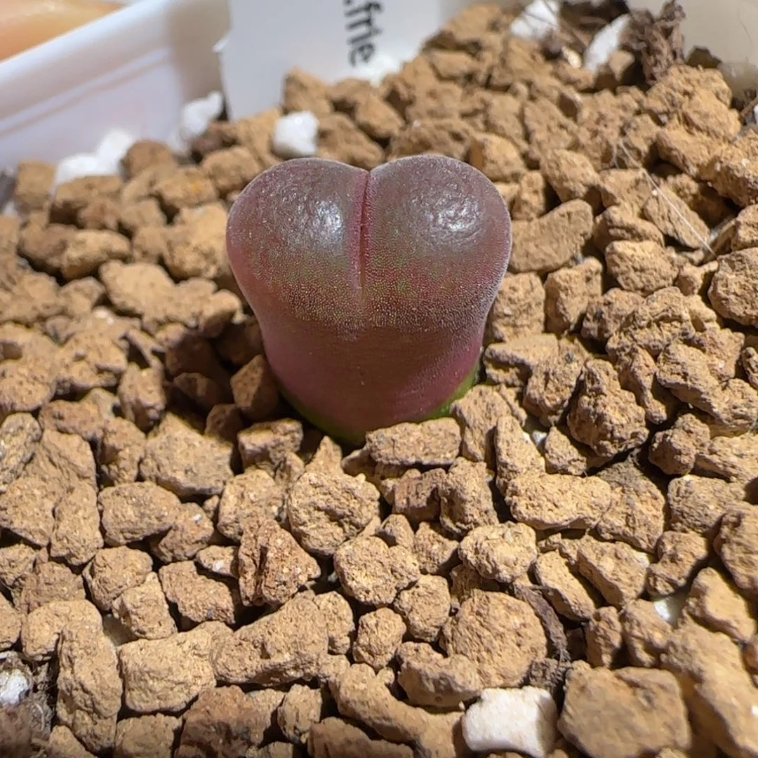 肉锥多肉植物组合-恩东980