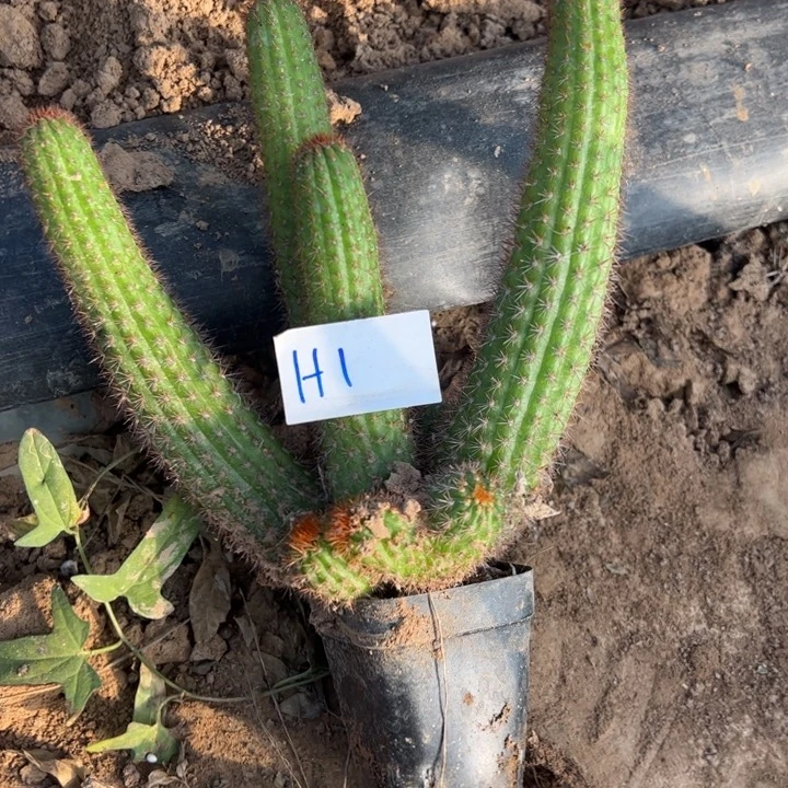 茶***霏H1金妞杏巨人一颗25