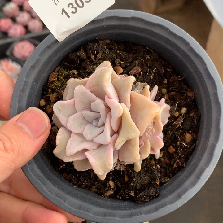 13号下午，，1305一颗