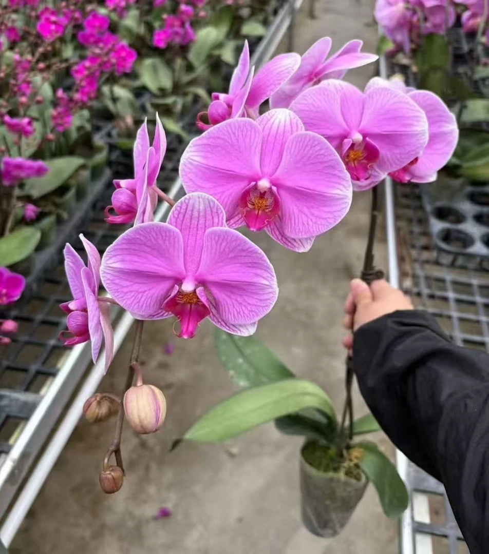 蝴蝶兰【海洋之星】大花带花发货 室内花花 广州直发