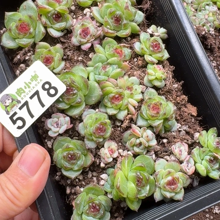 粒***粒多肉植物多肉植物