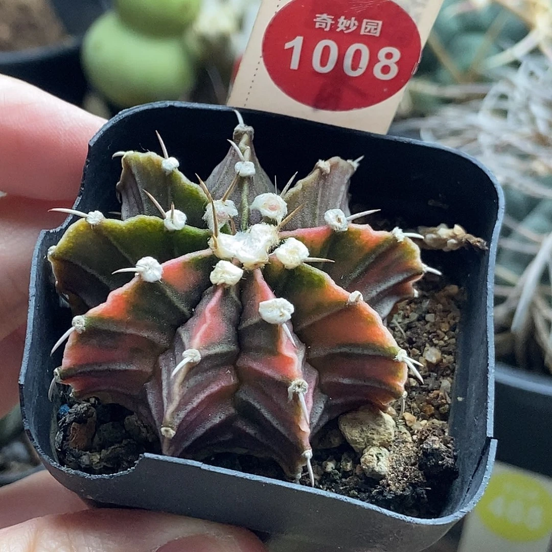 肋骨牡丹锦一颗仙人球