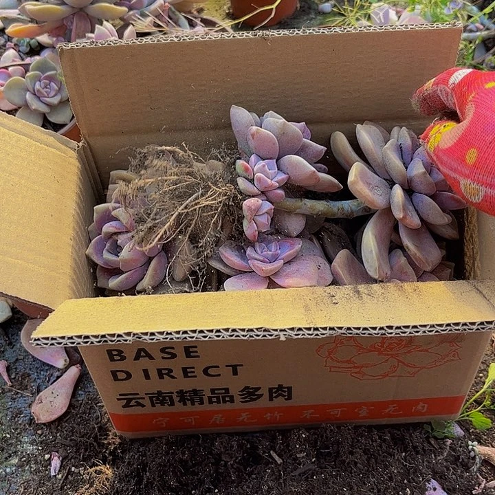 紫乐六号箱一箱、