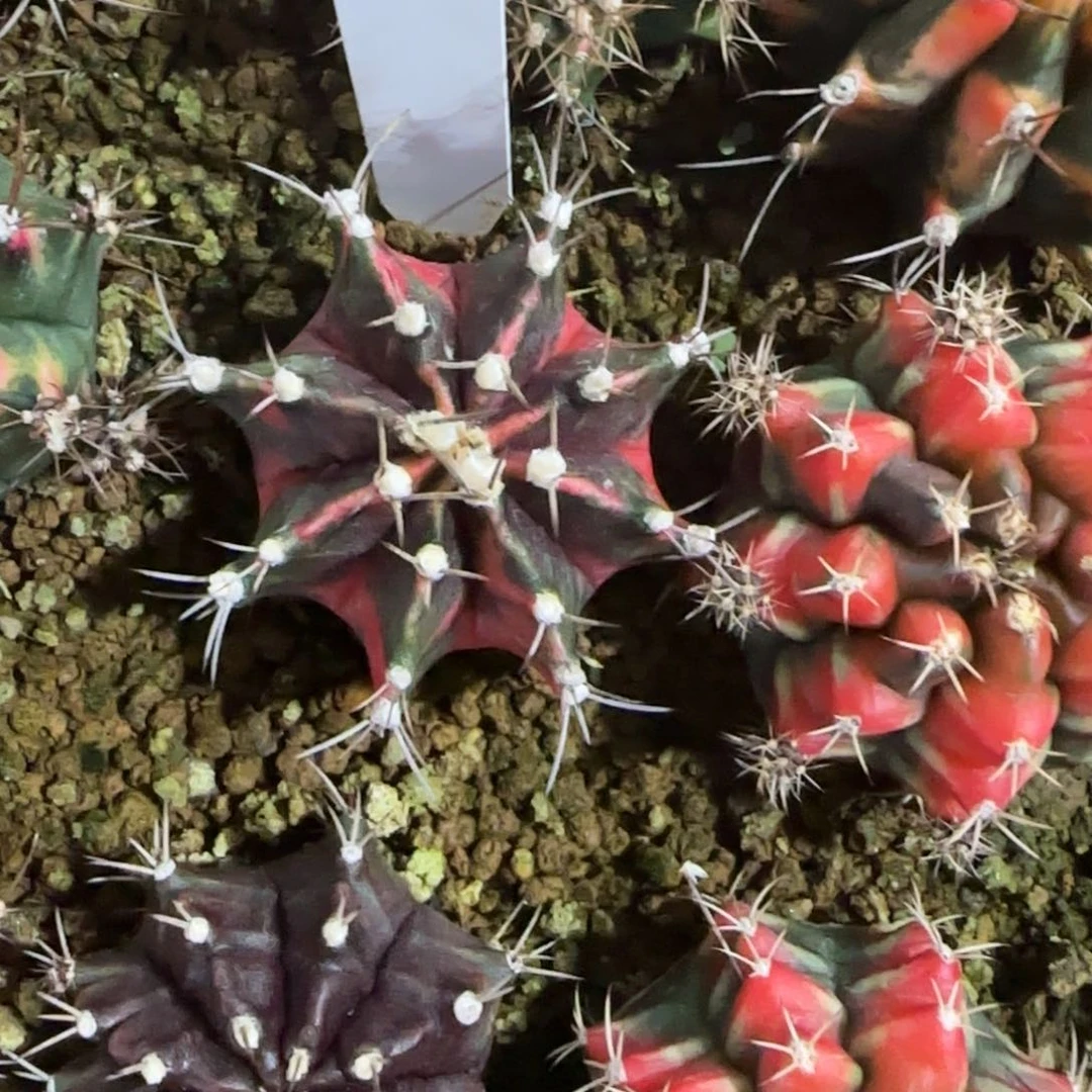 62-0114泰国发货多肉