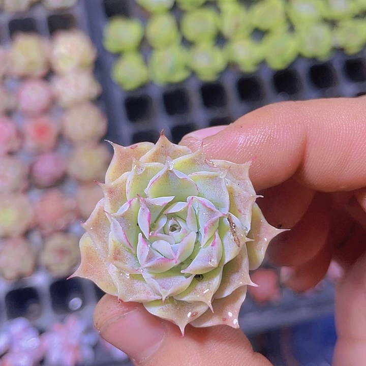 海琳娜【满10颗包邮】