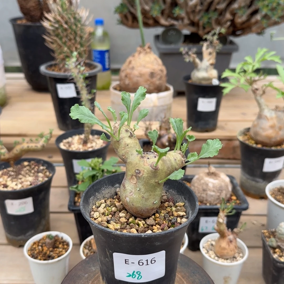 616奇连克洋葵块根植物