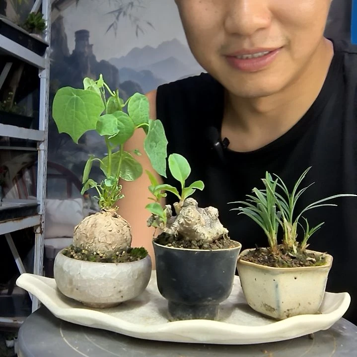 夏**?中青园艺一物一拍263