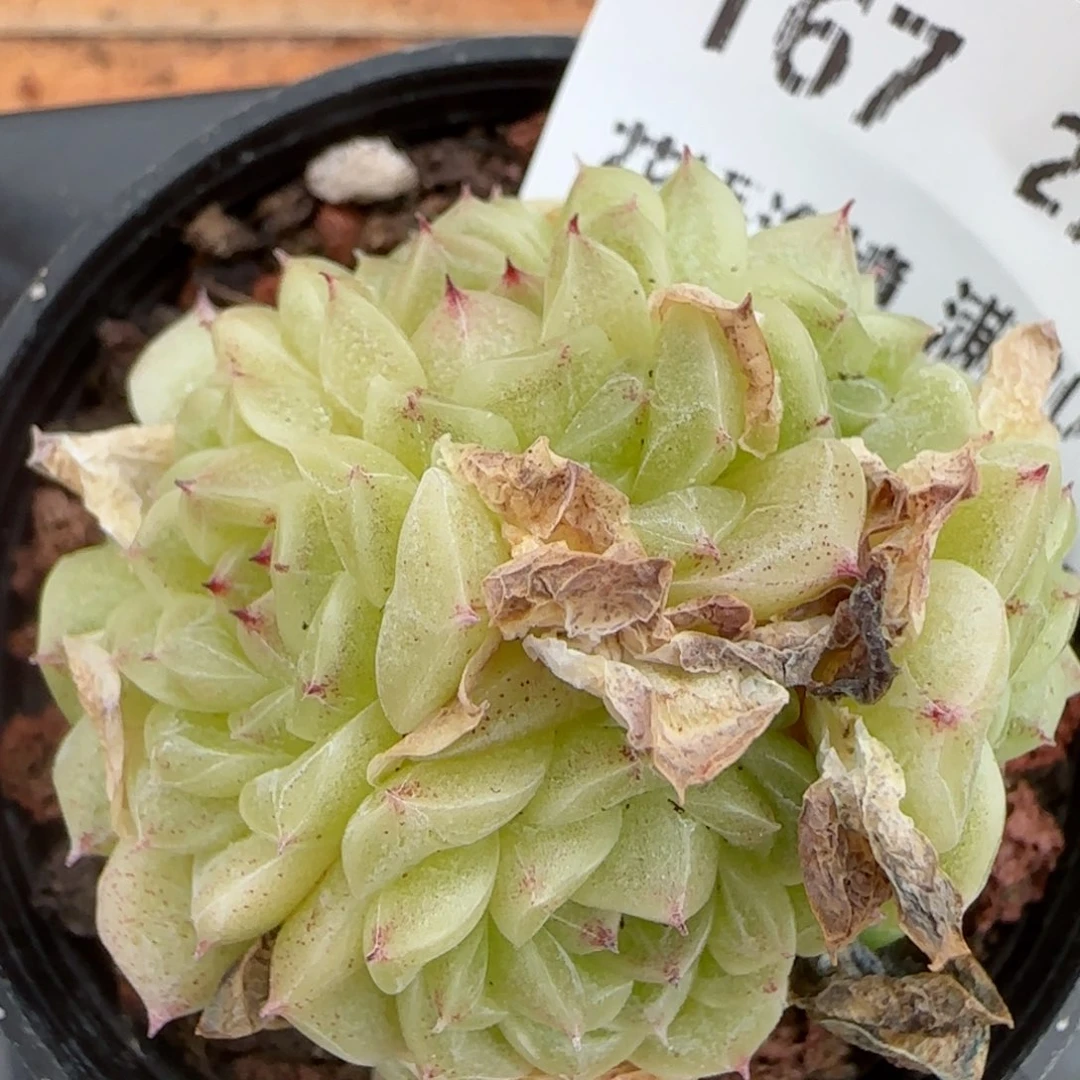 花语逸镜0207-167