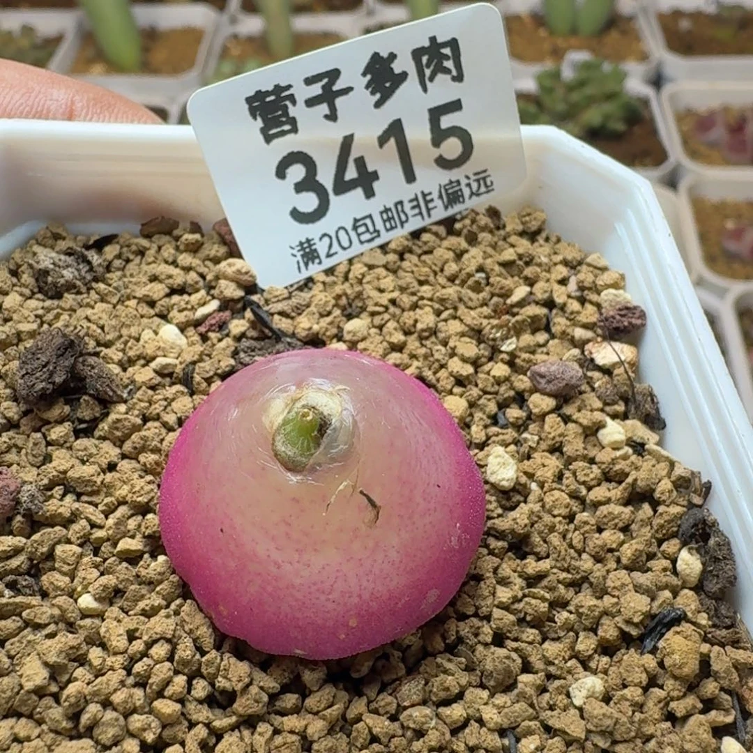 灯泡2.5带盆土。