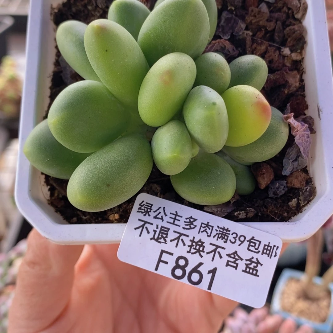 芒果奶6cm861多肉植物