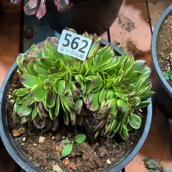 562万家丽缀化掌心多肉法师锦不包侧枝断枝