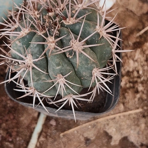 2906处理仙人球的方法有