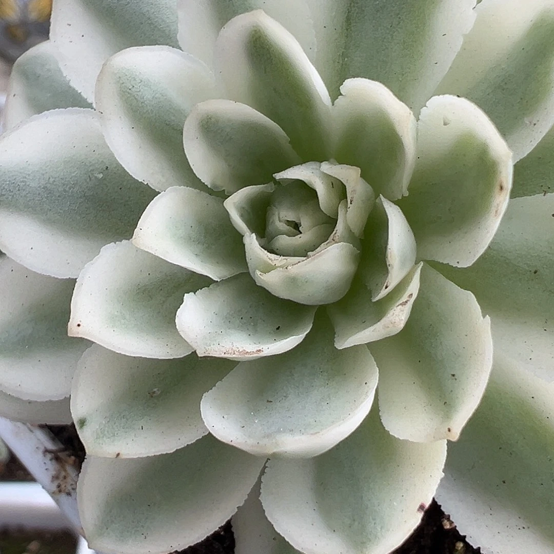 山地玫瑰锦秋夕1038号