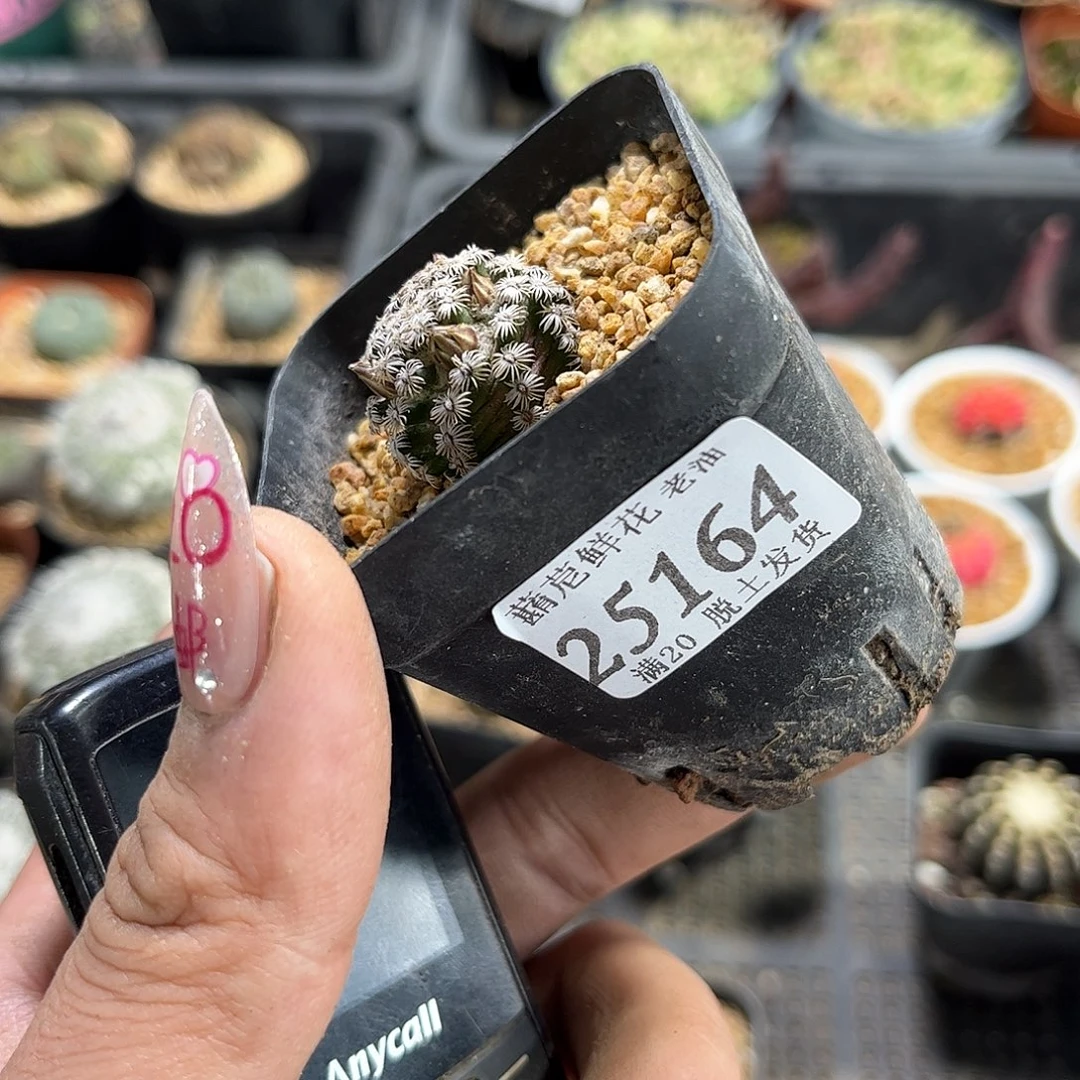 逸****25164一物一拍单头