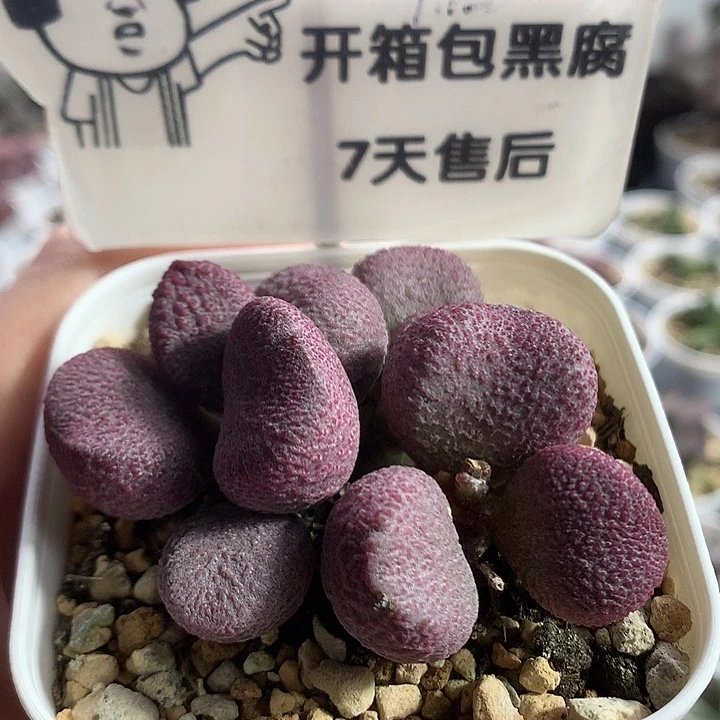 夏娃—专拍专拍专拍