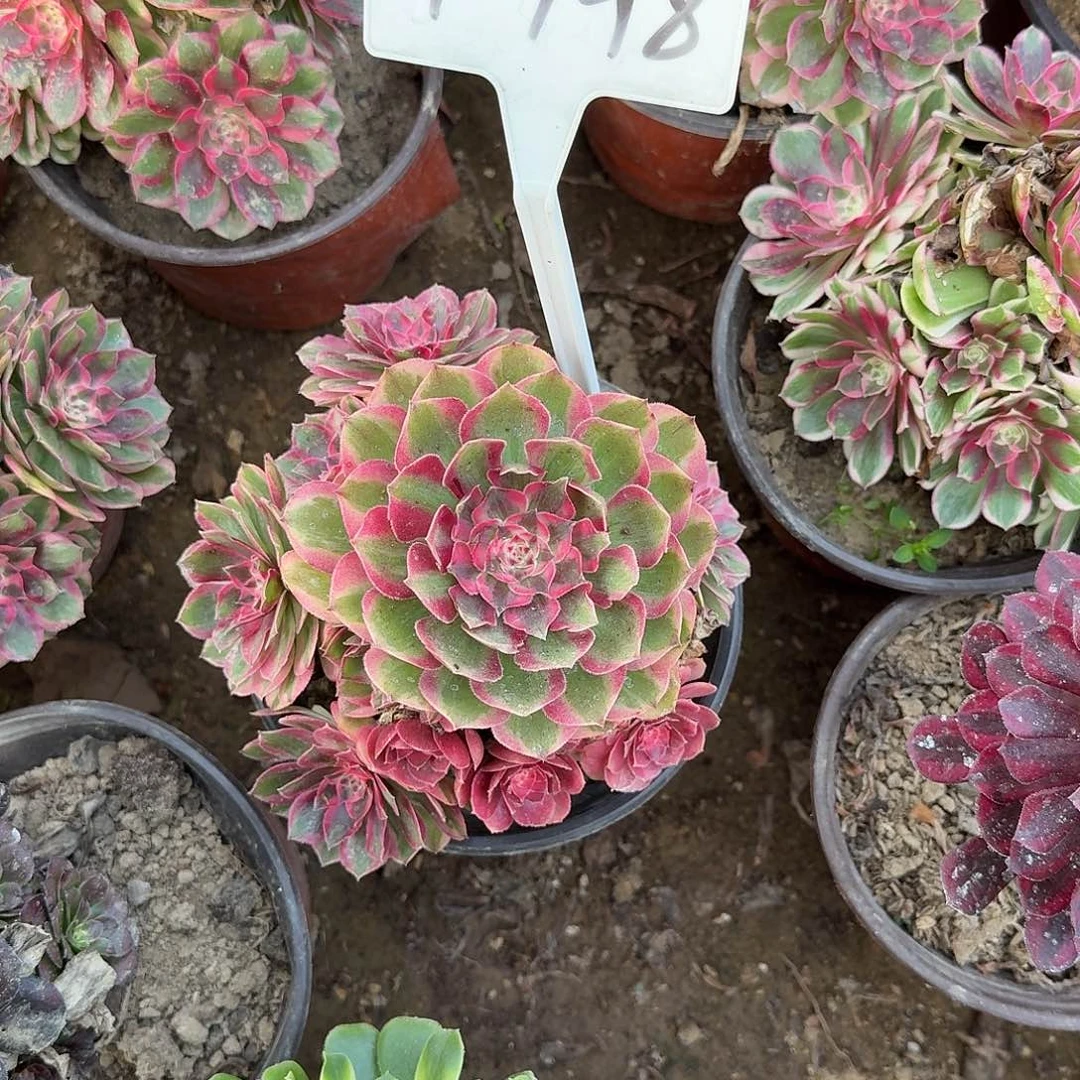 4-148云荷多肉法师多肉