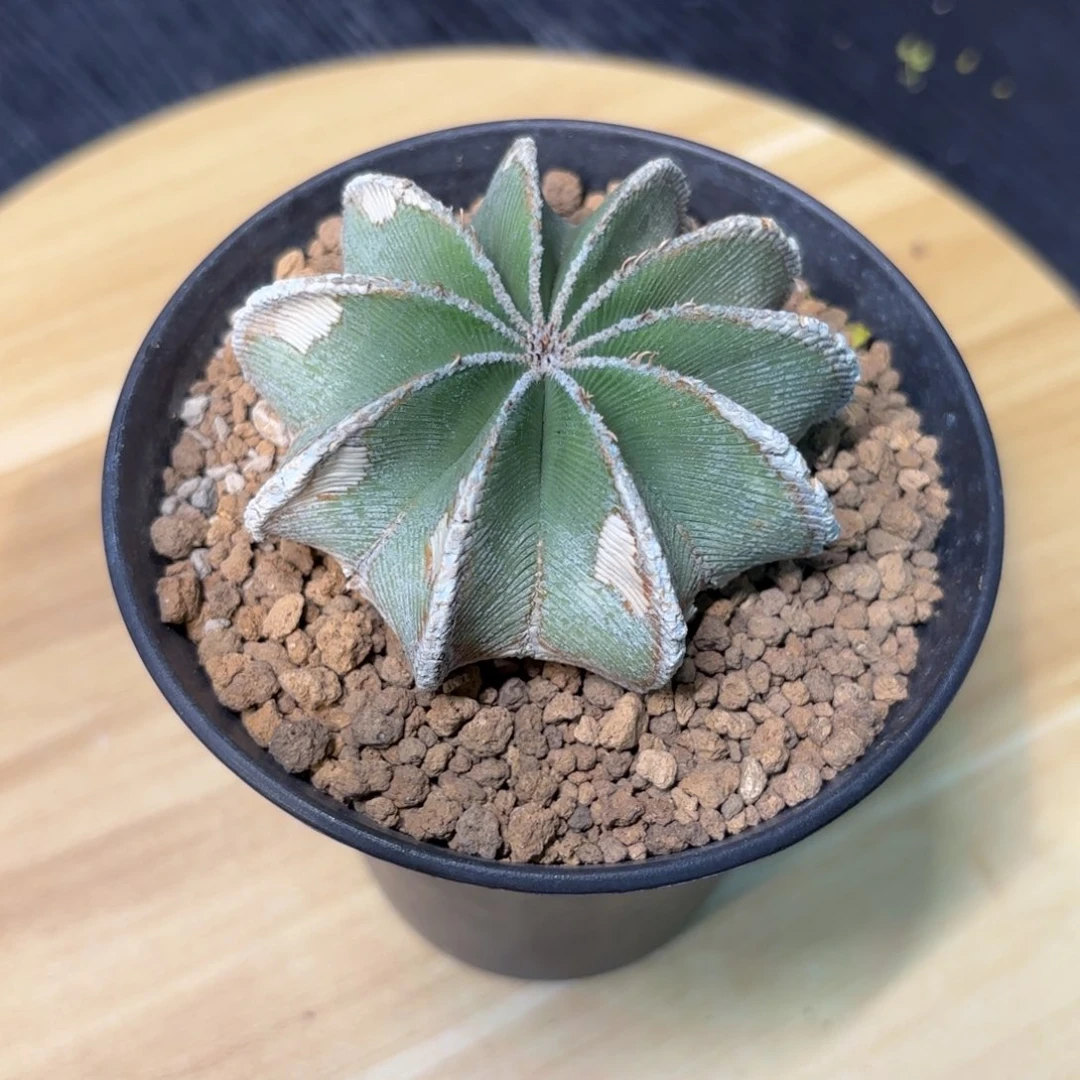 辛顿花笼老球7.1公分