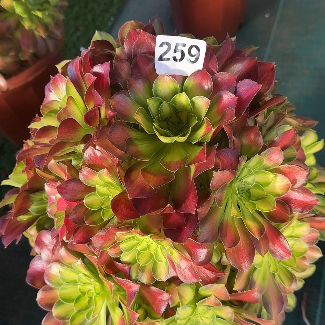 大*儿多肉植物韶华大棵259