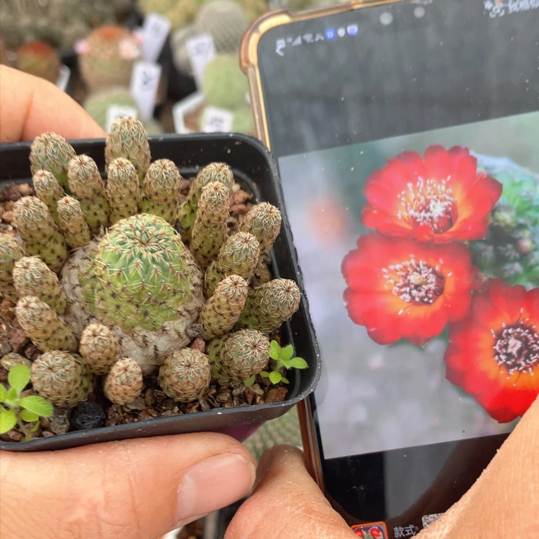 福利球特价往事多肉园仙人球