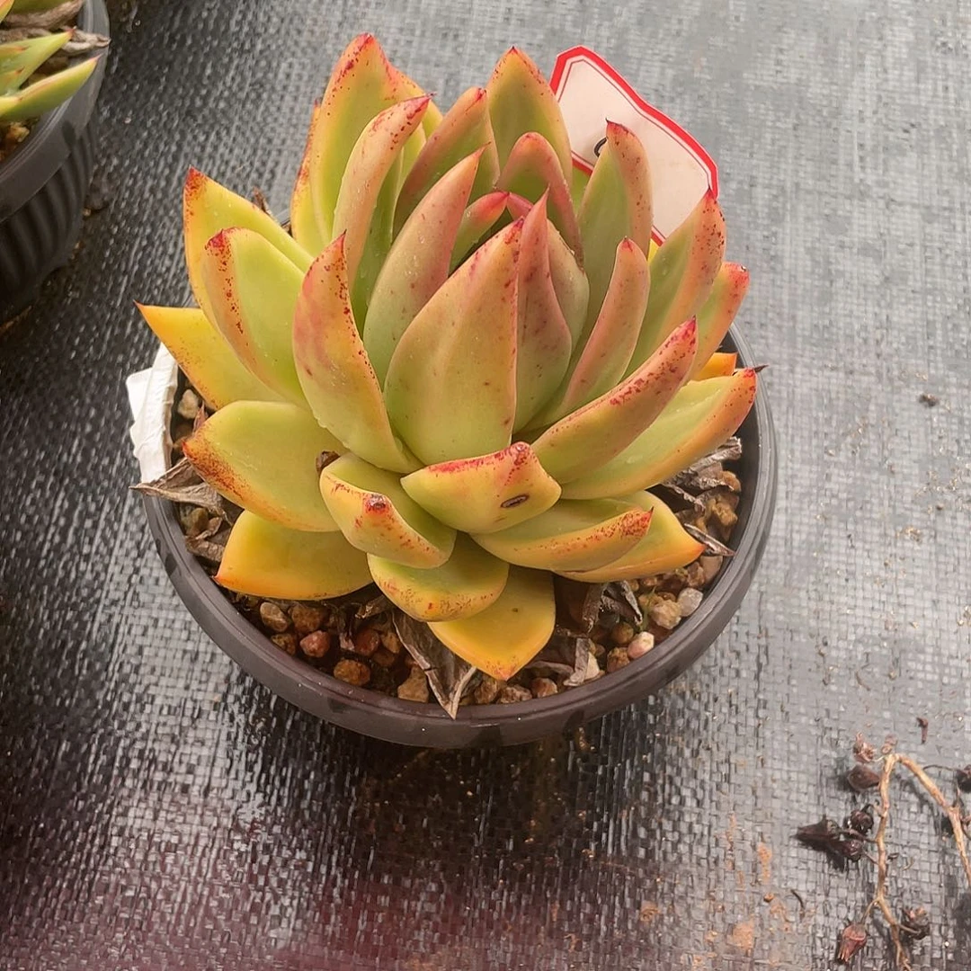 若如多肉东云组拍682