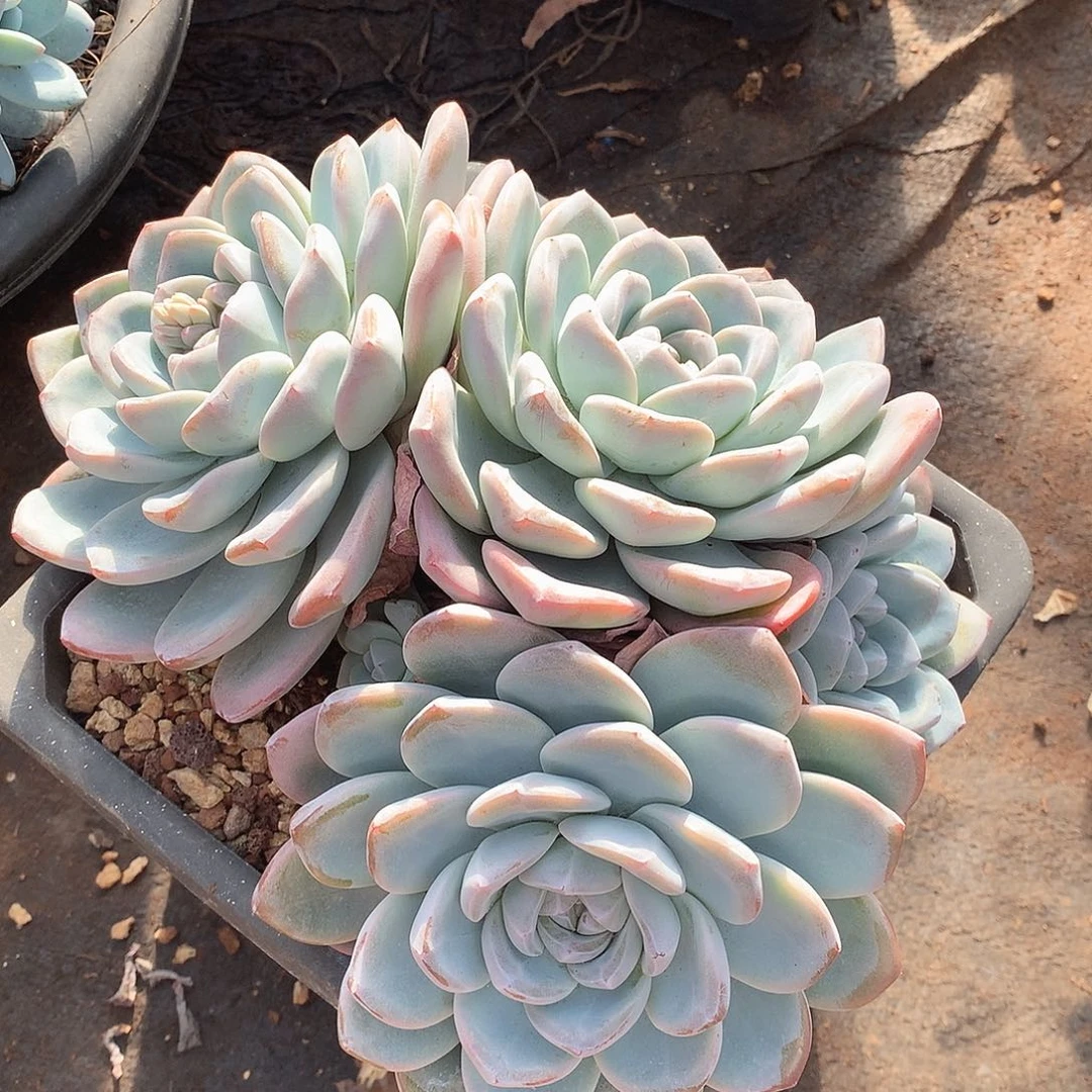 477冰玉一物一拍多肉