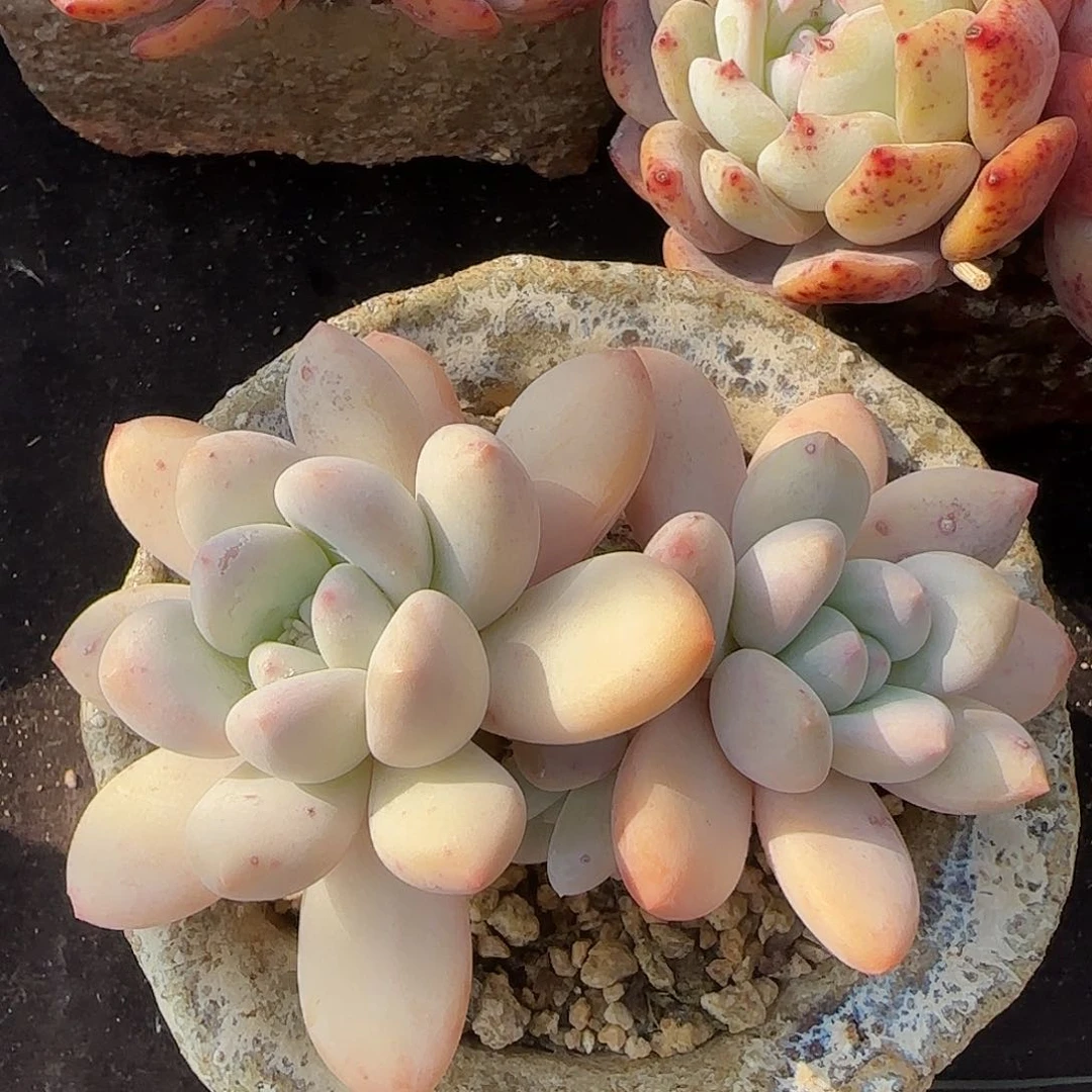 香水一物一拍。xxxx