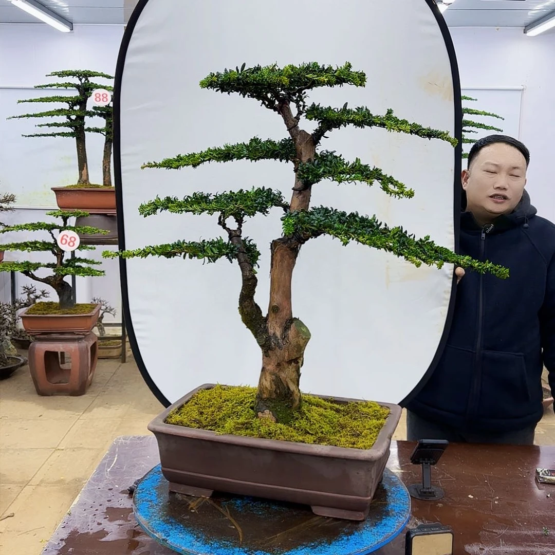 盆景欢迎大家一起来捡漏