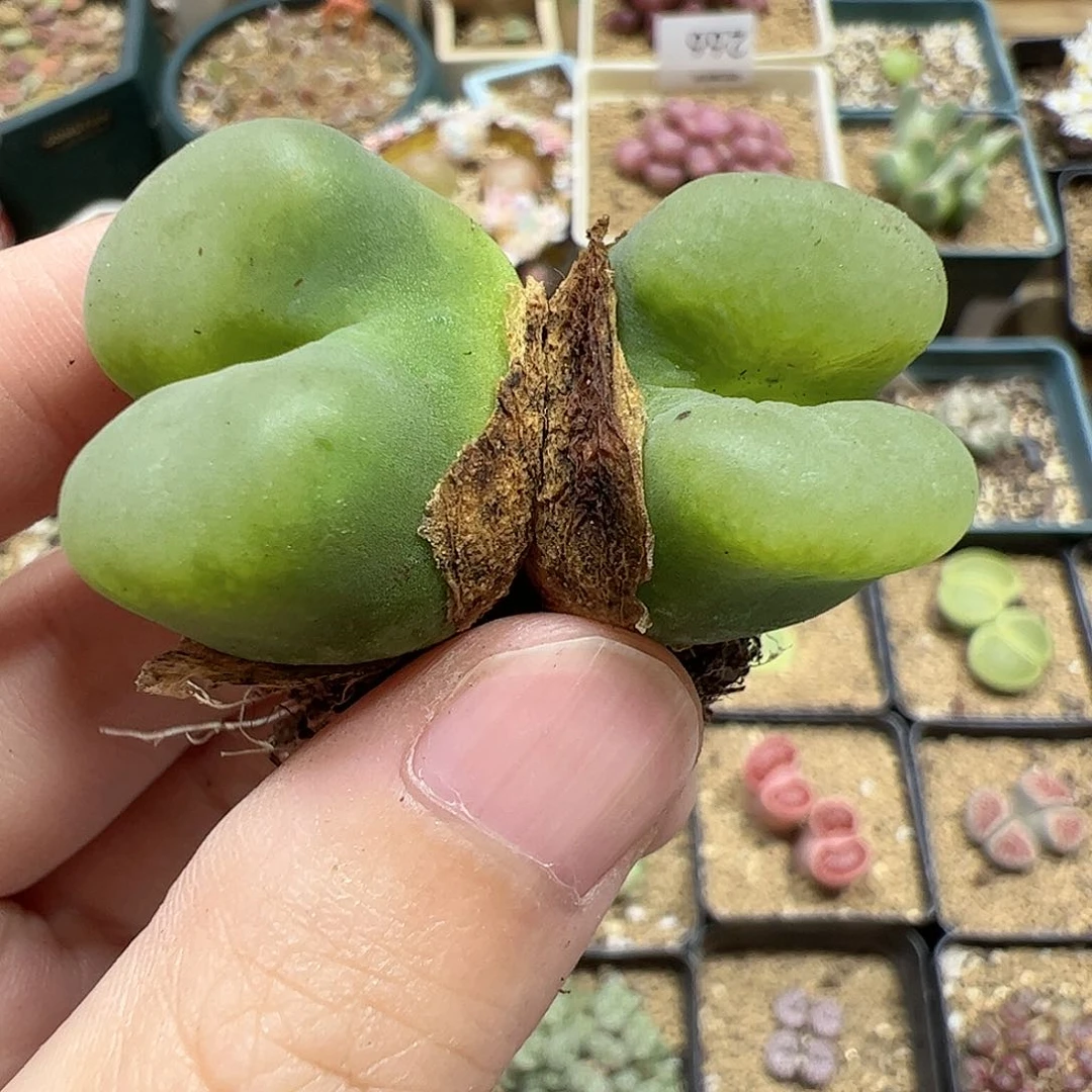 【闪购商品】336 开播福利