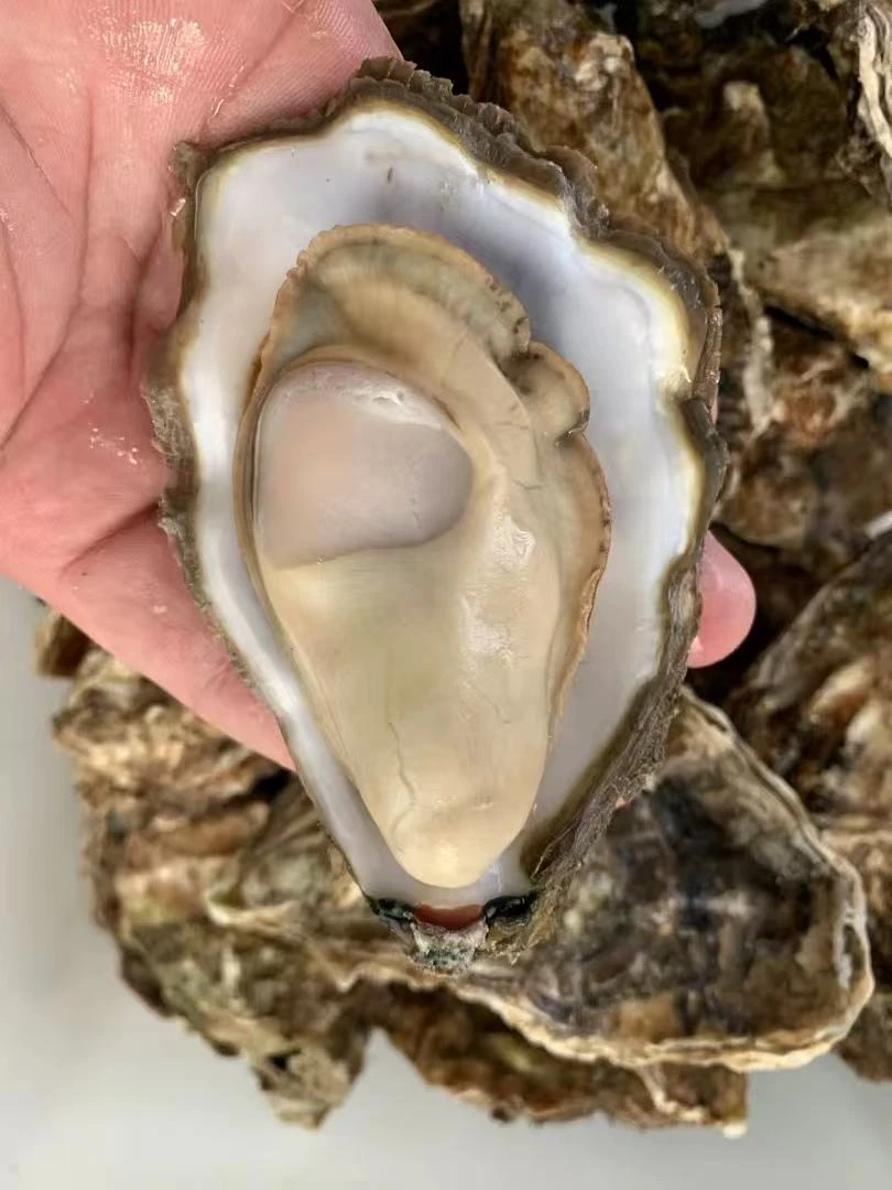 鲜活 生蚝10斤  壳薄肉肥 连云港发货  新鲜美味可蒸煮烤