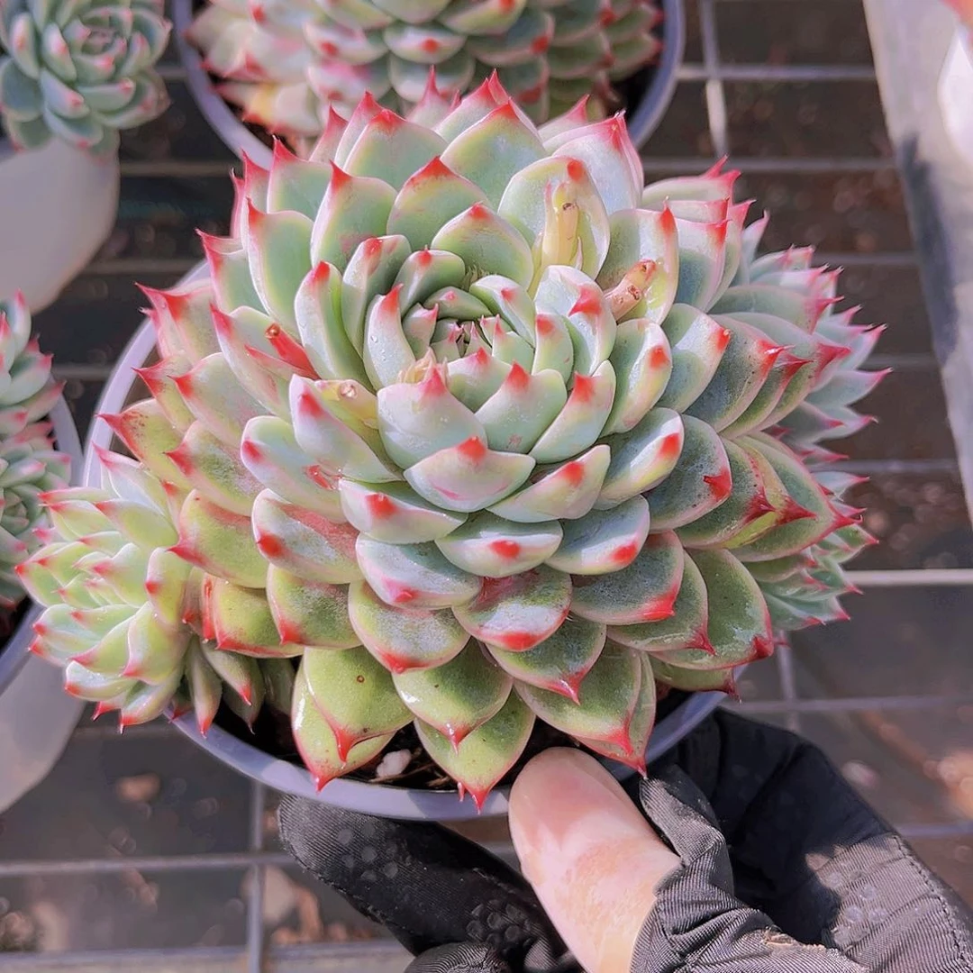 桃夭14公分9999999999