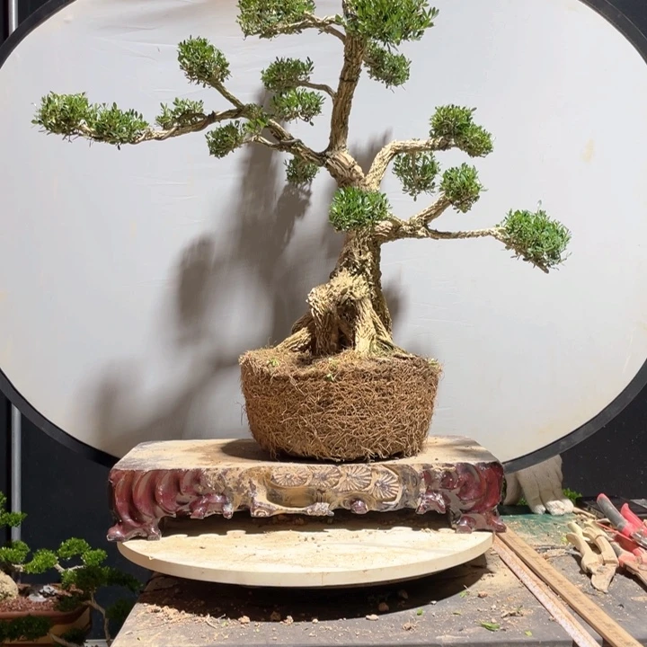 完全开放B****a黄杨盆景