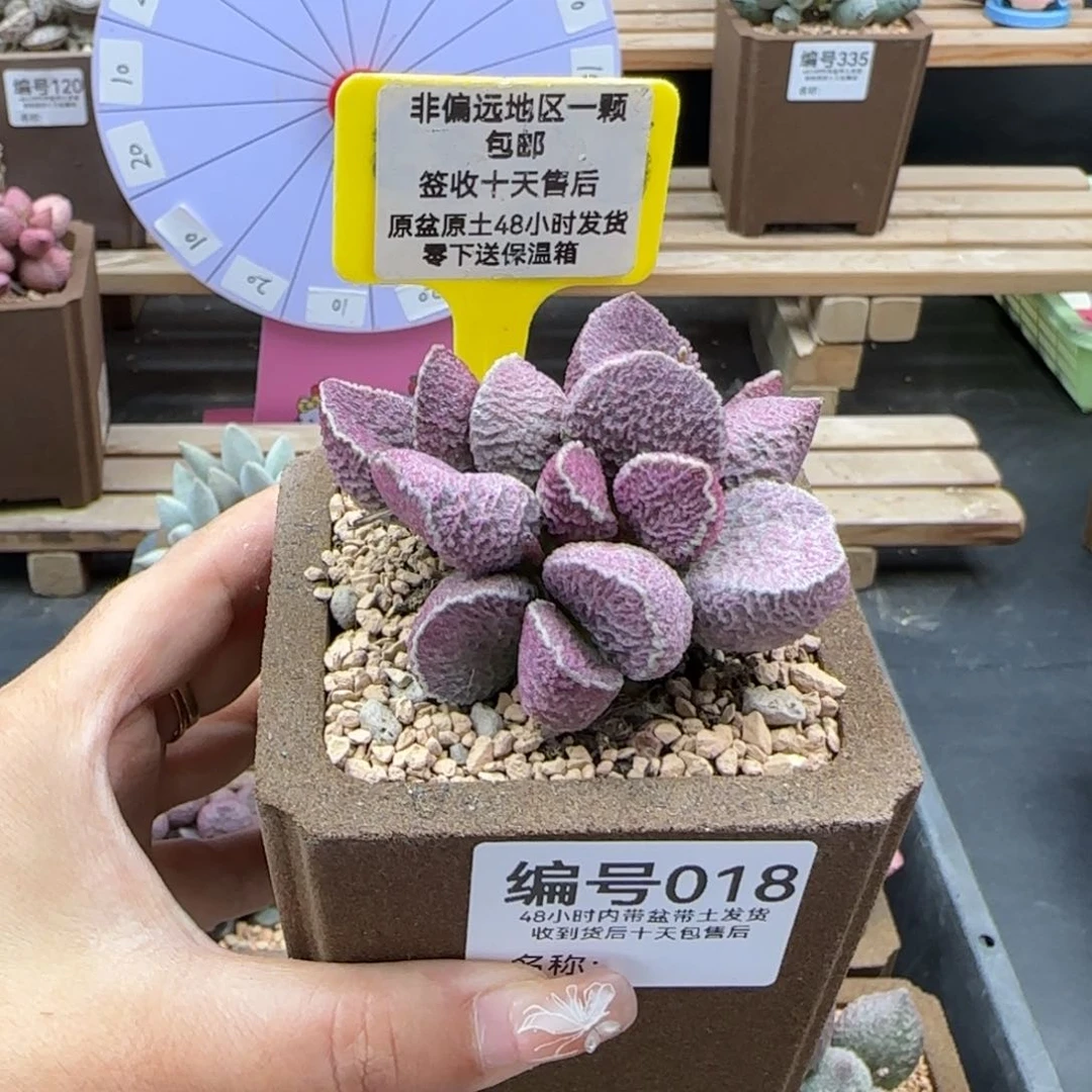 雨**晴018哈莫猪肝多肉植物