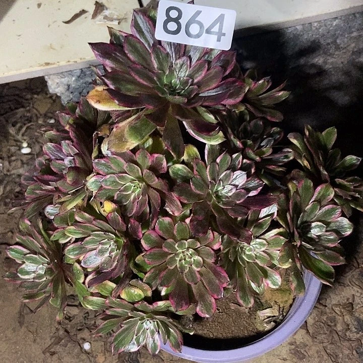 紫霞仙子864多肉不包断