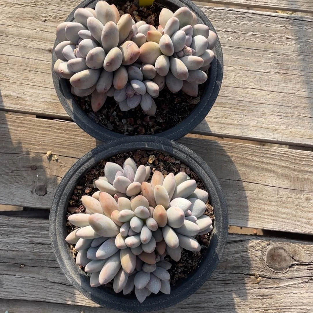 逸*奶酪体香水两个一组30