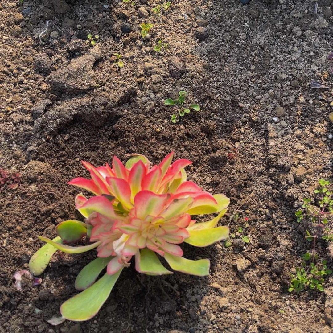 雅典娜多肉植物捧花的