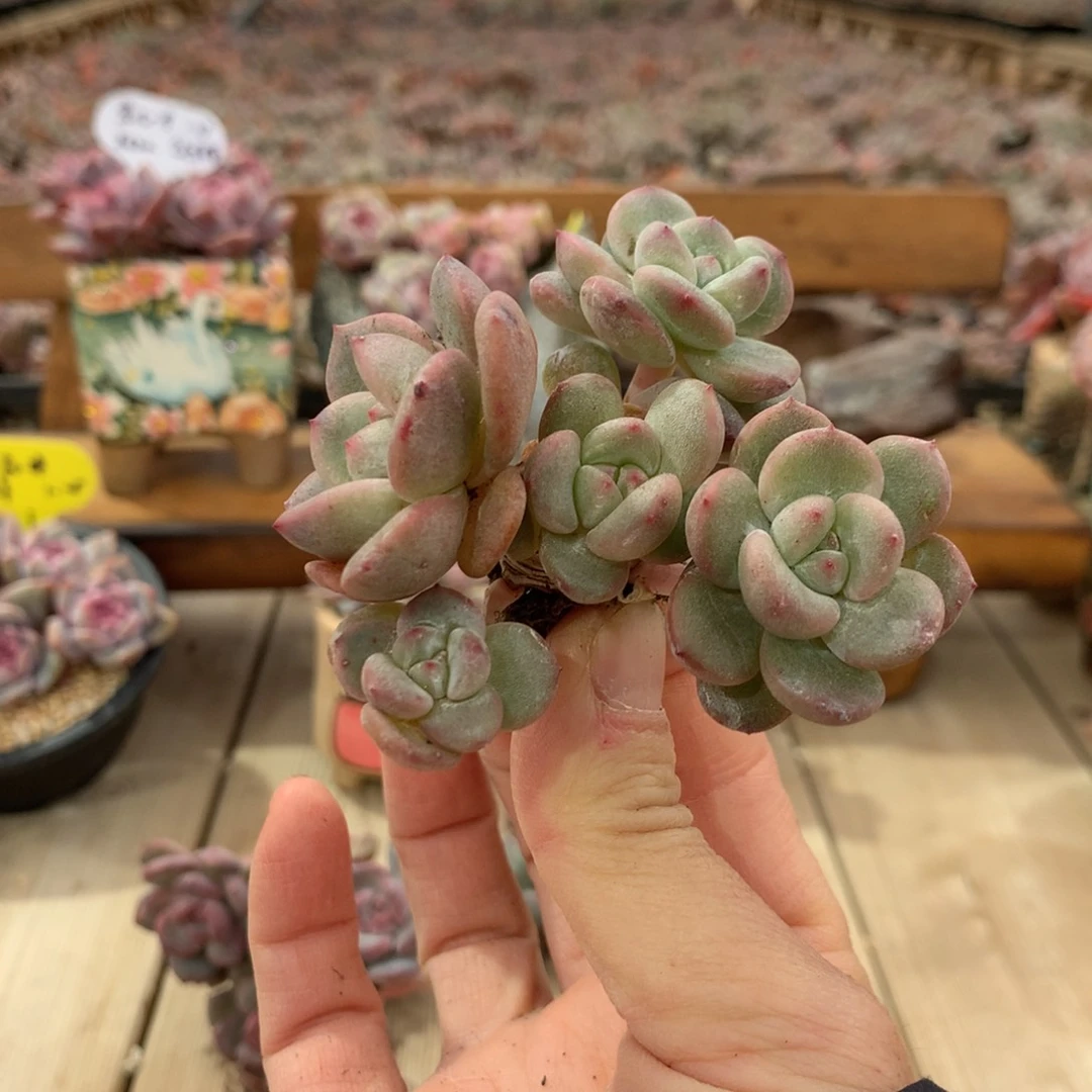 浅****歌浅唱突尼斯发货多肉