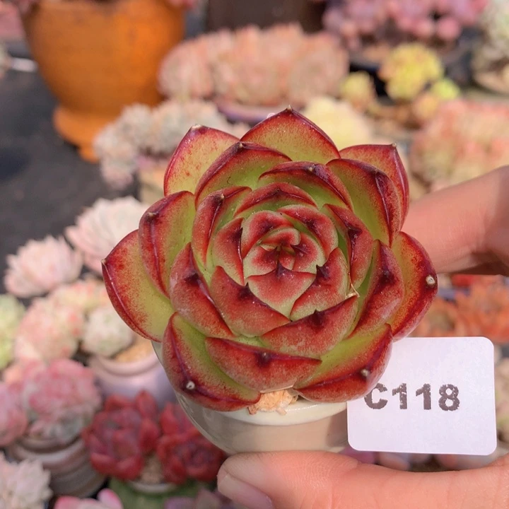 一物一拍含盆土满38包邮C118