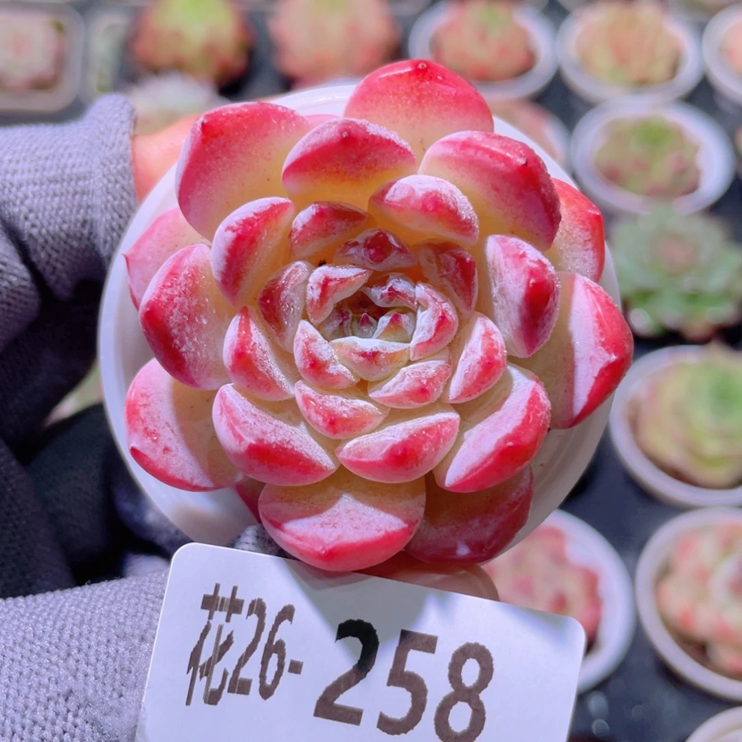 花利美26-258果汁