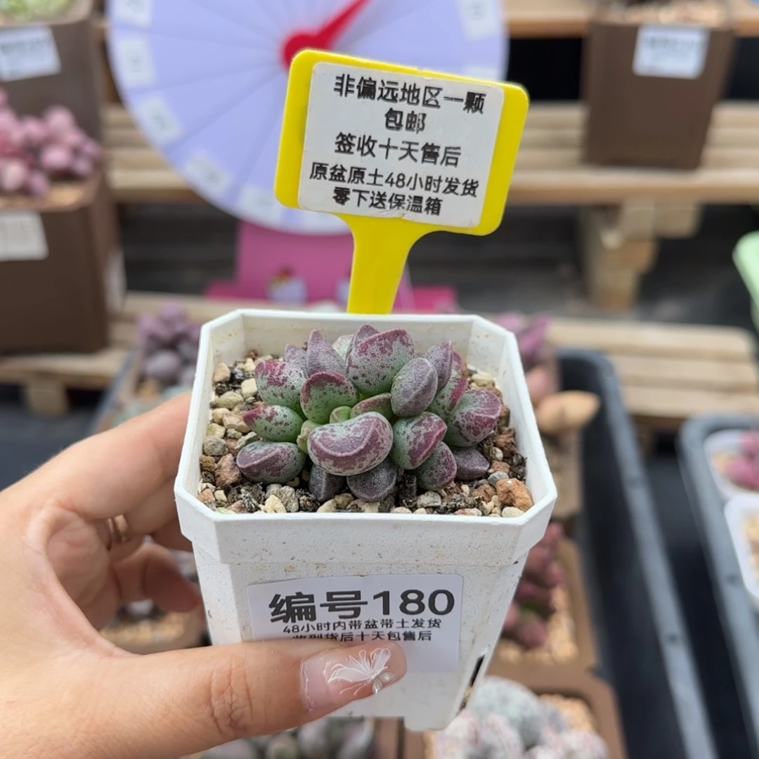 180艾薇多肉植物