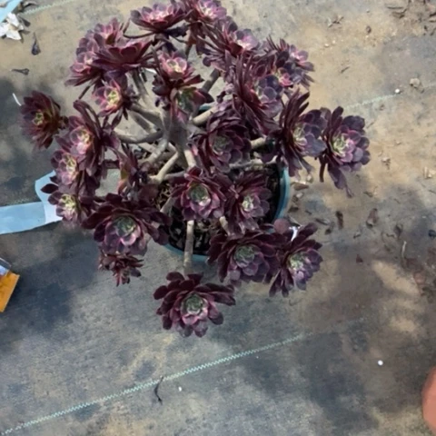 红金刚71多肉植物法师